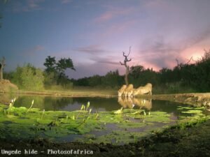 Umgede-hide-Photosofafrica_0_playback_1743441992478