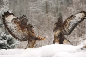 Buzzards fighting in the snow, photographed from Wildlife Dreams Photography Hide Complex in Estonia