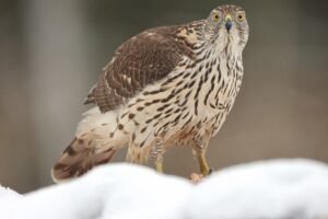 Goshawk, photographed from Wildlife Dreams Photography Hide Complex in Estonia