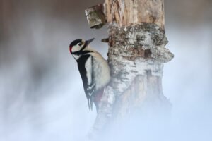 Great Spotted Woodpecker, photographed from Wildlife Dreams Photography Hide Complex in Estonia