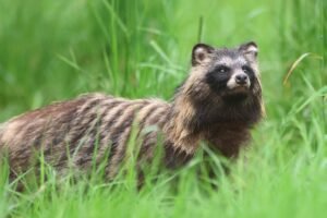 Racoon dog, photographed from Wildlife Dreams Photography Hide Complex in Estonia