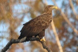 White-tailed eagle, photographed from Wildlife Dreams Photography Hide Complex in Estonia